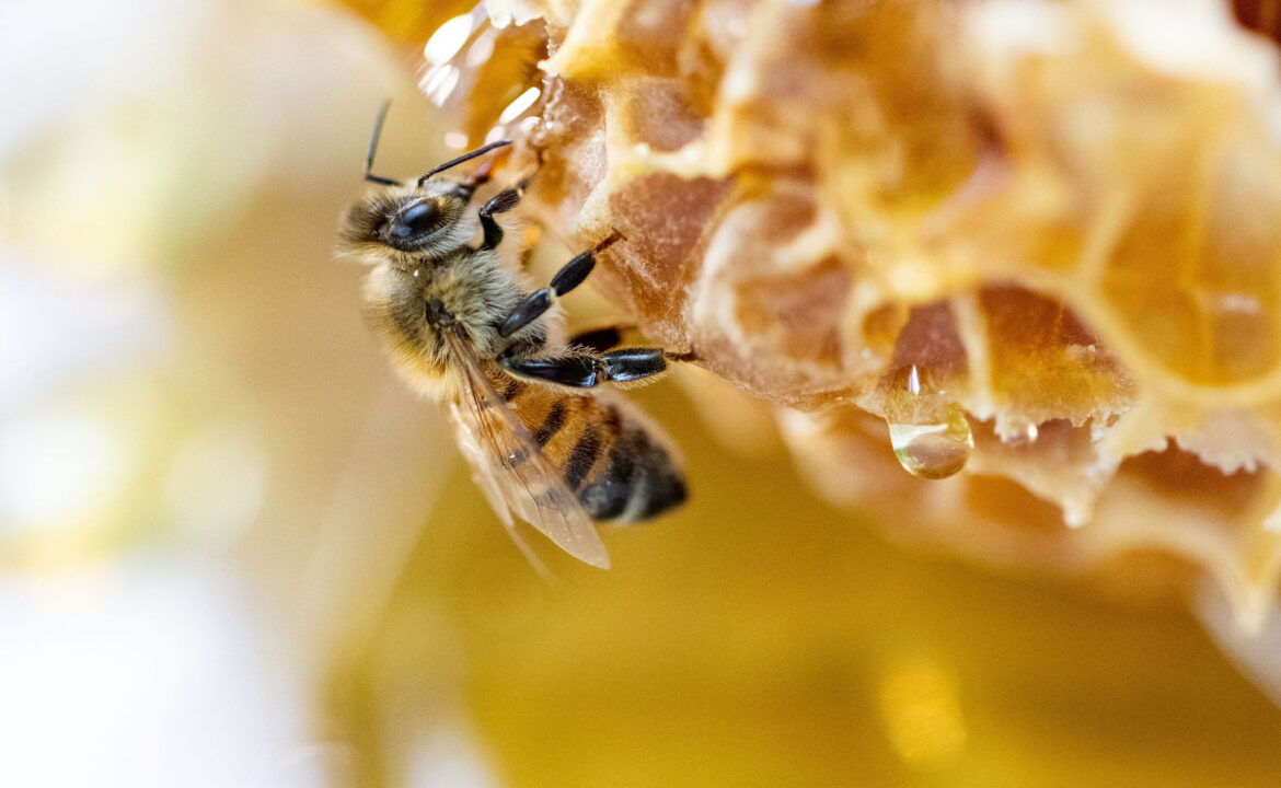 The Role of Creamed Honey in Beekeeping