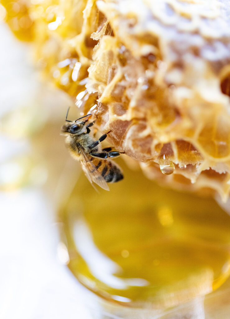 The Role of Creamed Honey in Beekeeping